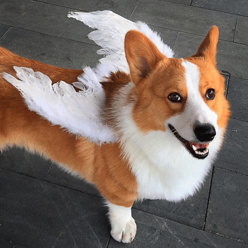 Angel Wings Dog Costume
