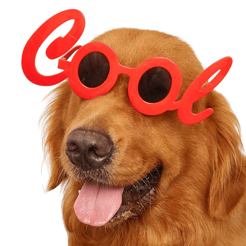 Cool Dog Glasses - Sunglasses from Sale at DoggyTopia