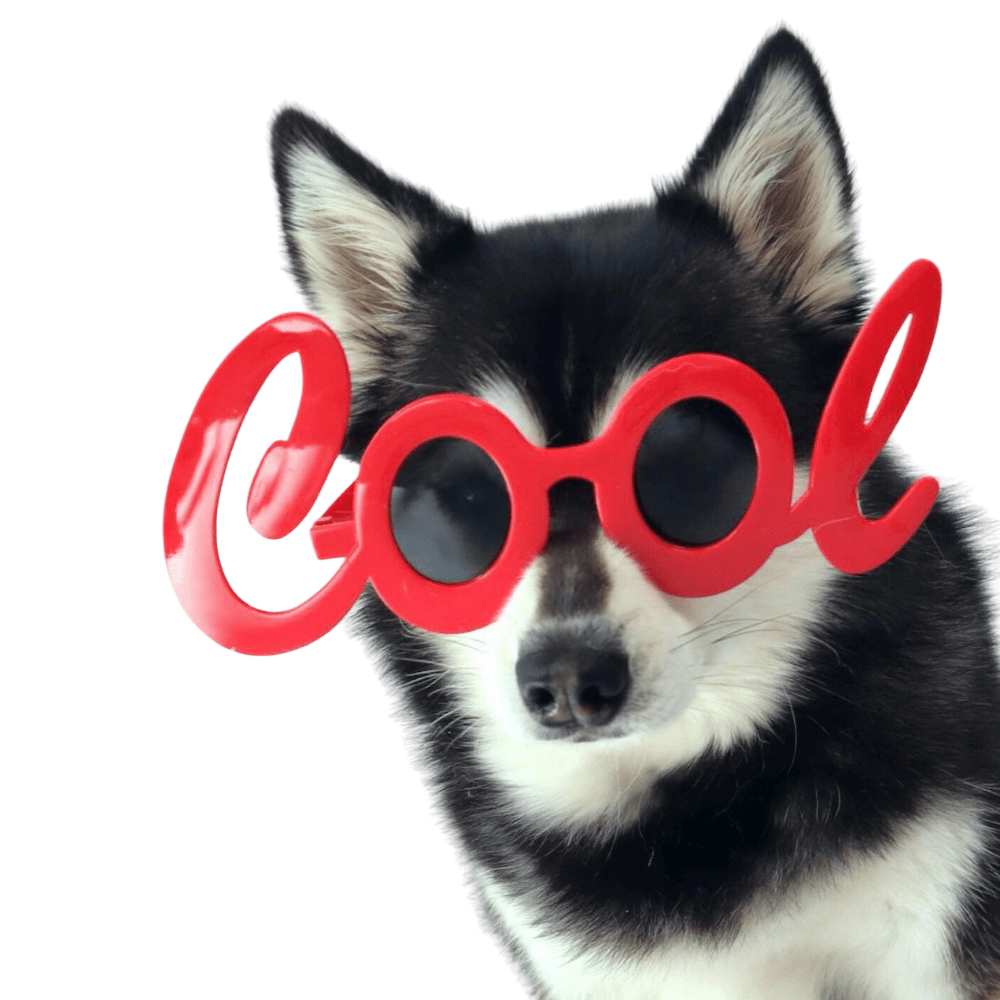 Cool Dog Glasses - Sunglasses from Sale at DoggyTopia