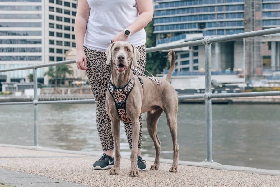 Big & Little Dogs Luxurious Leopard All Rounder Harness - All Rounder Harnesses from Big & Little Dogs at DoggyTopia