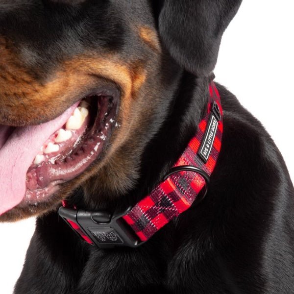 Big & Little Dogs Plaid to the Bone Collar & Bow Tie - Collar & Bow Ties from Big & Little Dogs at DoggyTopia