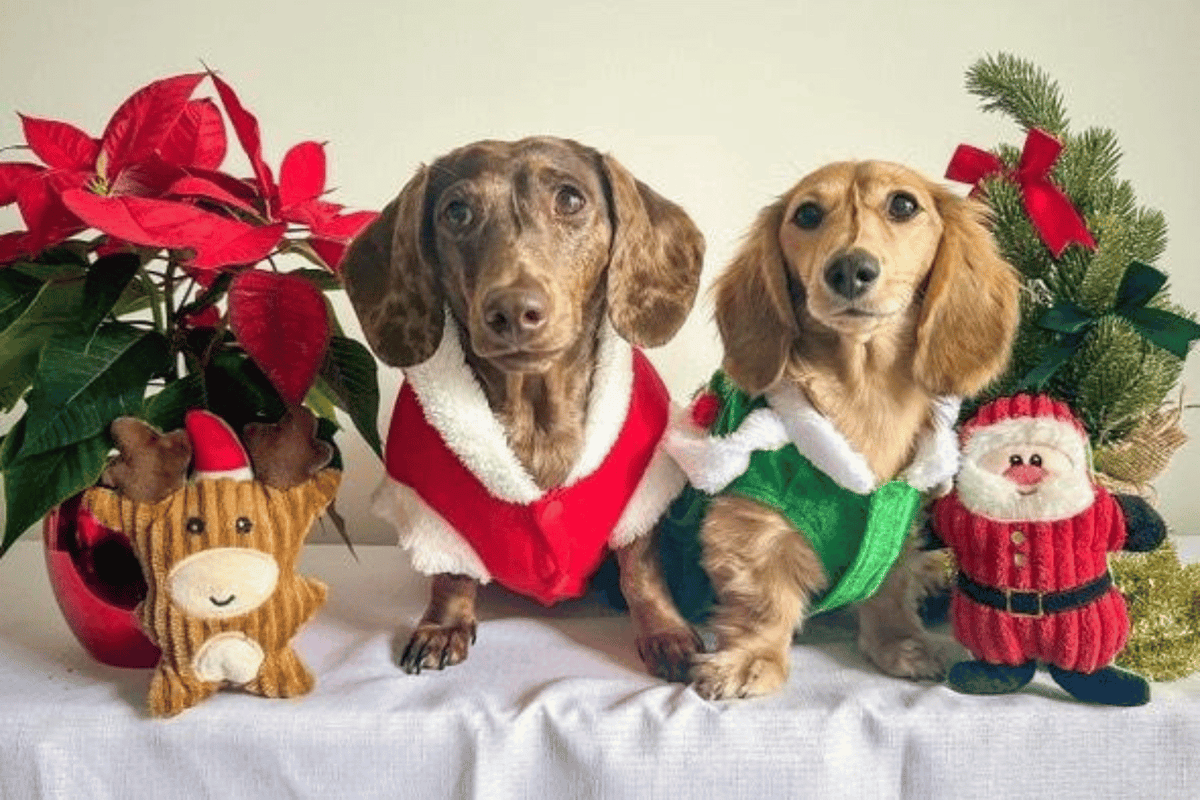 🎄 The Complete Guide to Dog Christmas Costumes: Sizing, Themes & Happy Dress-Ups - DoggyTopia