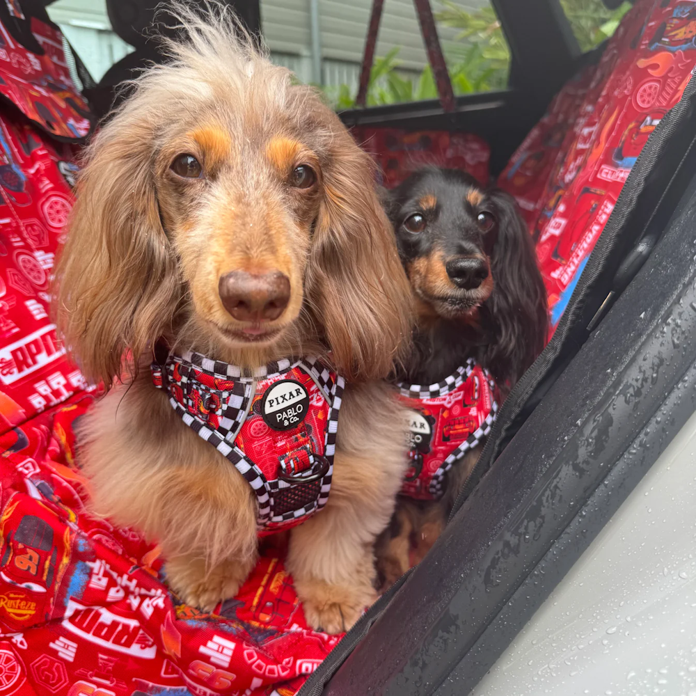 Pablo & Co Cars Deluxe Hammock Car Seat Cover