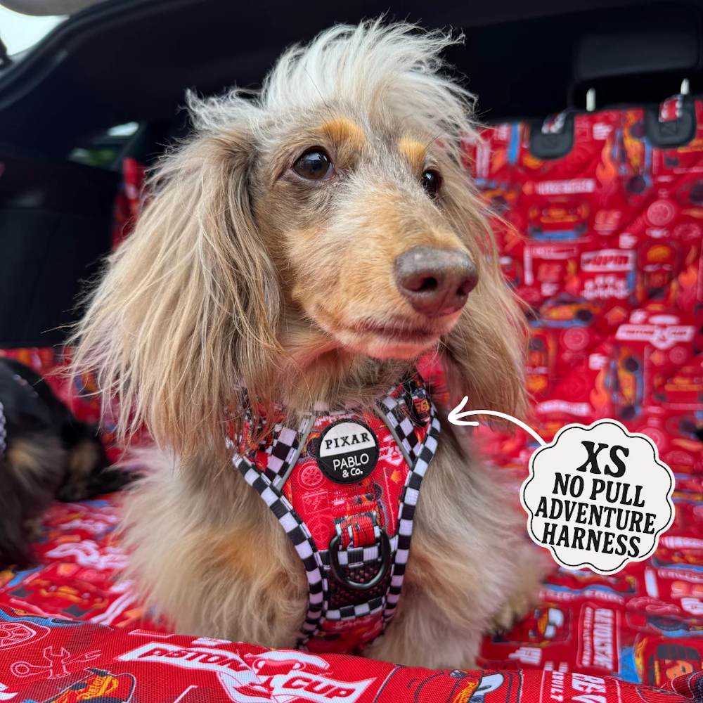 Pablo & Co Cars No Pull Adventure Harness