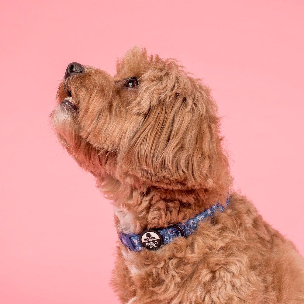 Pablo & Co Harry Potter Ravenclaw: Dog Collar