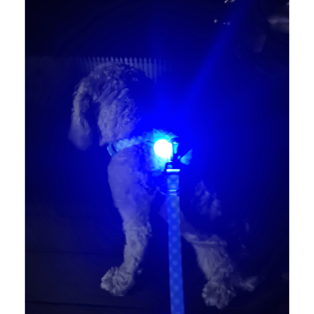 LED Dog Pendant Rechargeable