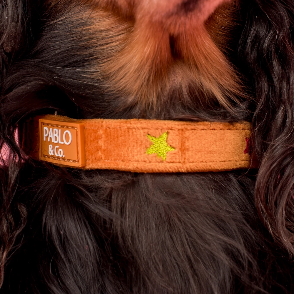 Pablo & Co You're A Star Dog Collar Velvet
