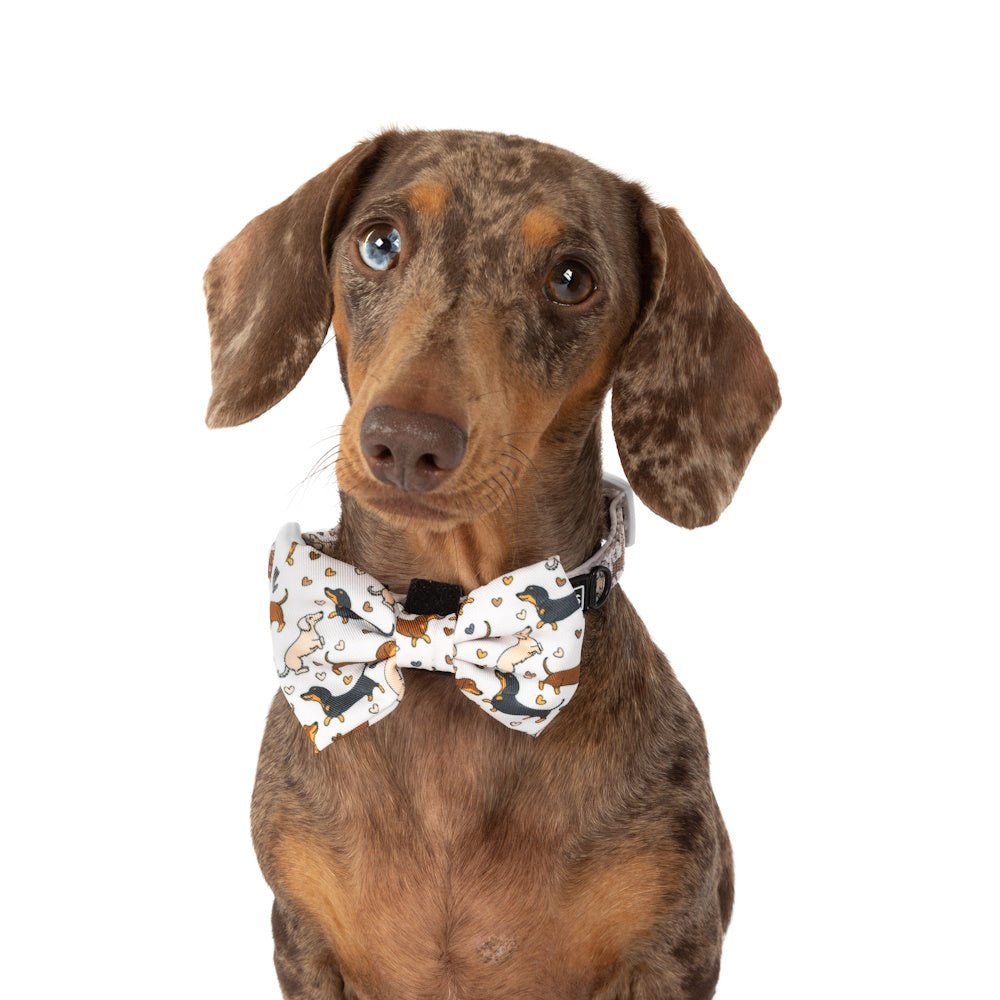 Big & Little Dogs Dashie Lovers Collar & Bow Tie - Collar & Bow Ties from Sale at DoggyTopia