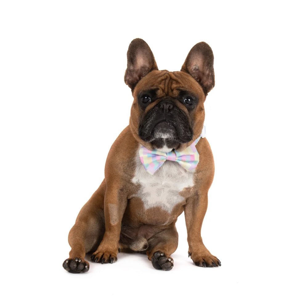 Big & Little Dogs Gelato Collar & Bow Tie - Collar & Bow Ties from Big & Little Dogs at DoggyTopia
