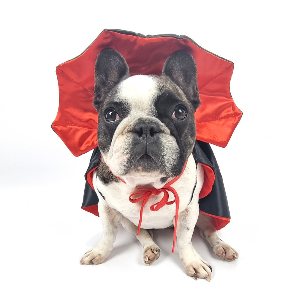 Dracula Cape Dog Costume - Costumes from Halloween at DoggyTopia