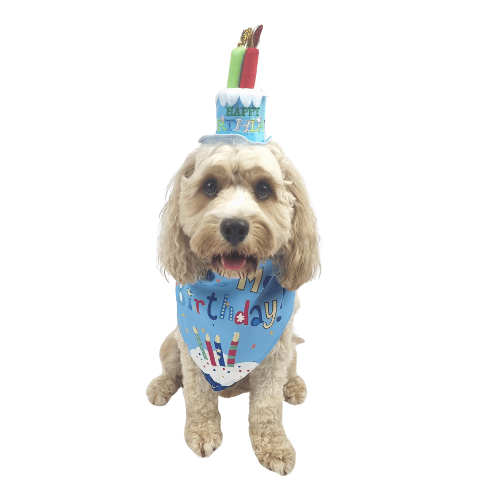 Happy Birthday Cake Hat & Bandana Set - Blue - Dog Party Hats from . at DoggyTopia