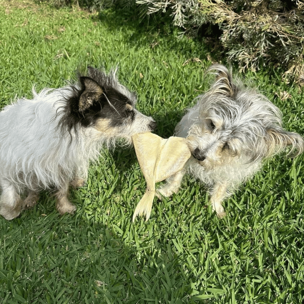 L'Barkery Red Eye Butterfly Snapper Tail - Treats from L'Barkery at DoggyTopia
