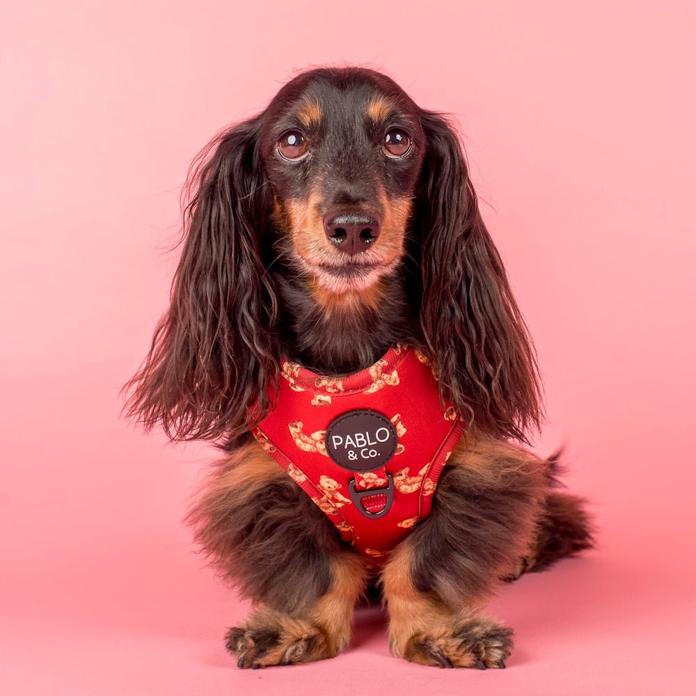 Pablo & Co Henry Bear Adjustable Harness - Adjustable Harnesses from Pablo & Co at DoggyTopia