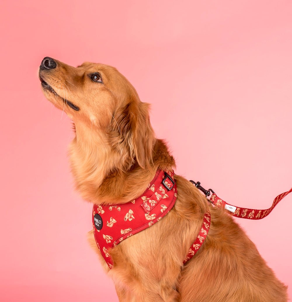 Pablo & Co Henry Bear Adjustable Harness - Adjustable Harnesses from Pablo & Co at DoggyTopia