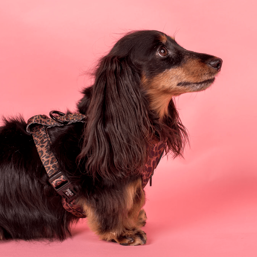 Pablo & Co Leopard Adjustable Harness - Adjustable Harnesses from Pablo & Co at DoggyTopia
