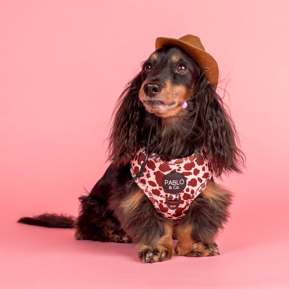 Pablo & Co Rodeo Adjustable Harness - Adjustable Harnesses from Pablo & Co at DoggyTopia