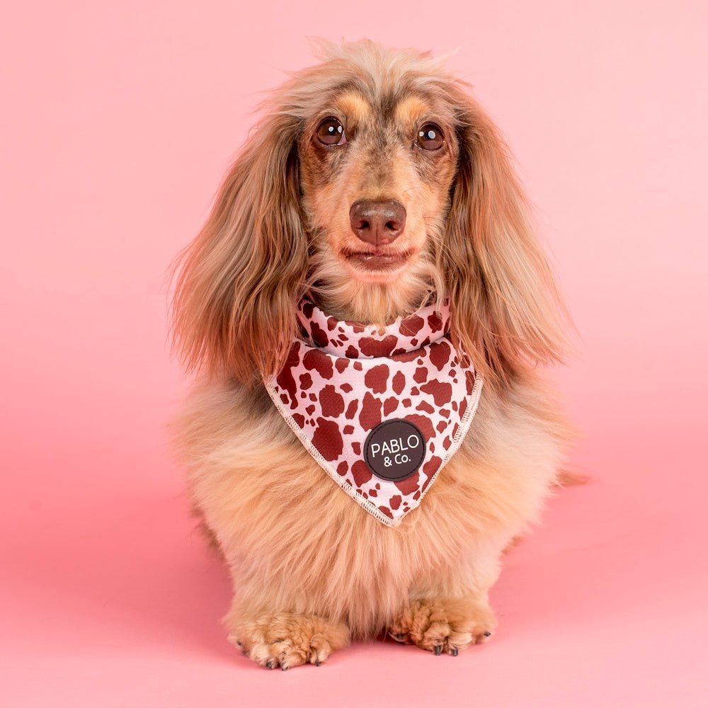 Pablo & Co Rodeo Bandana - Bandanas from Pablo & Co at DoggyTopia