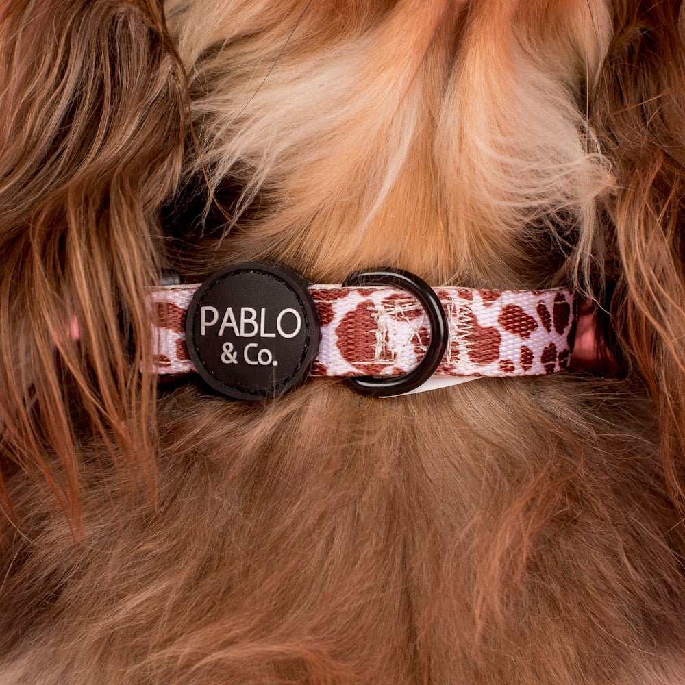 Pablo & Co Rodeo Dog Collar - Collars from Pablo & Co at DoggyTopia