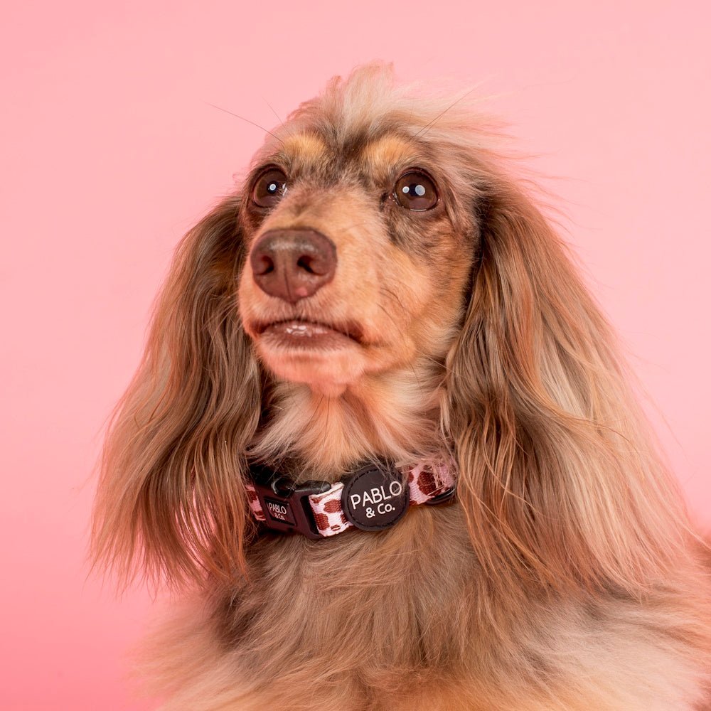 Pablo & Co Rodeo Dog Collar - Collars from Pablo & Co at DoggyTopia