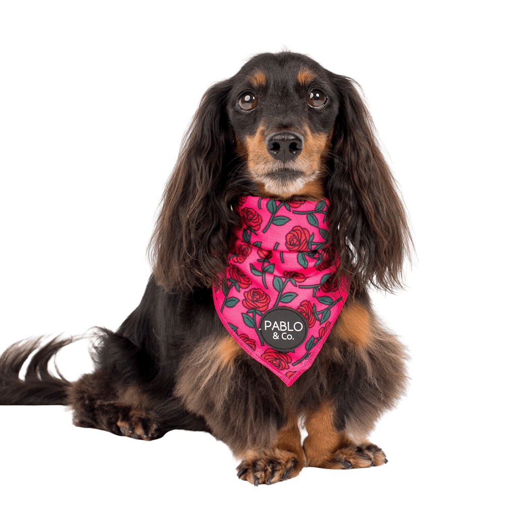 Pablo & Co Rosie Bandana - Bandanas from Sale at DoggyTopia