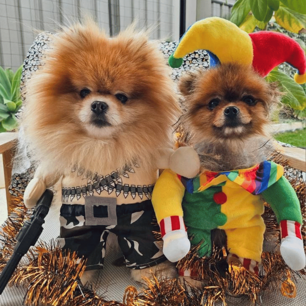 Rambo Dog Costume - Costumes from Sale at DoggyTopia