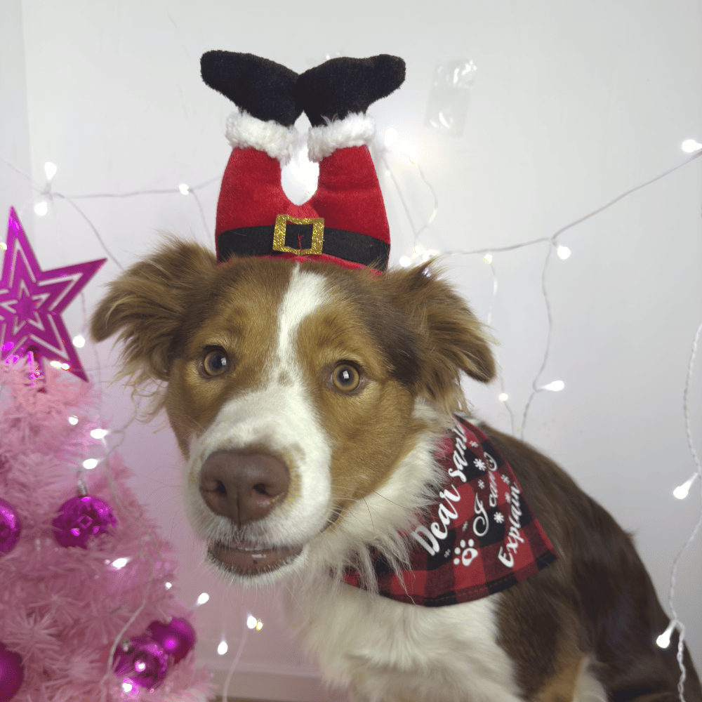 Santa Legs Dog Headpiece - Christmas Costumes from Sale at DoggyTopia