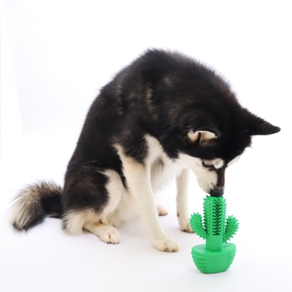 Cactus Dental Enrichment Toy - Enrichment Toys from . at DoggyTopia