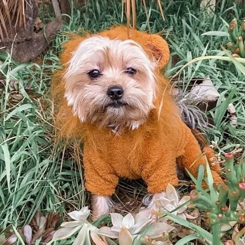 Lion Jumpsuit Dog Costume - Small / Medium Dogs - Jumpsuits from . at DoggyTopia