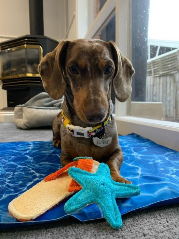 Loofah Starfish Dental Toy - Dental Toys from Sale at DoggyTopia